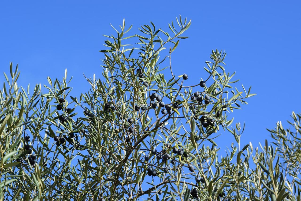 B&B Casa El Corasueno Almogía Εξωτερικό φωτογραφία